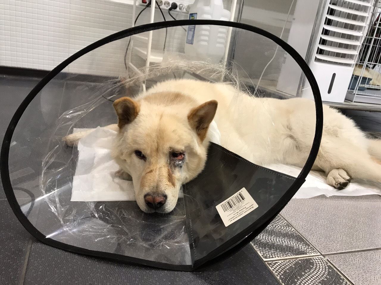 собака после операции