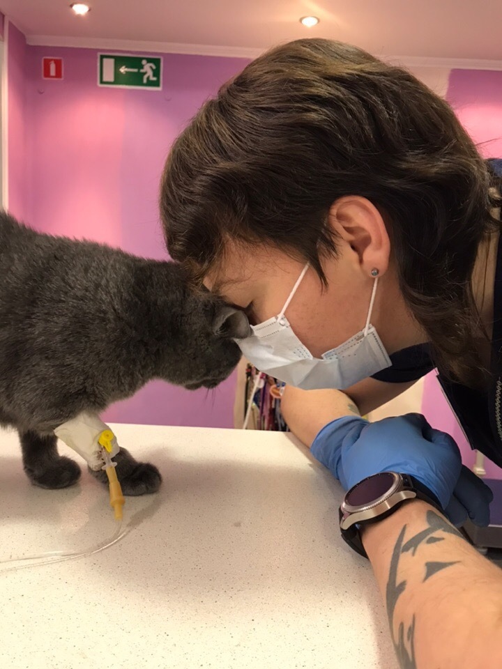 инфузионная терапия коту в Краснодаре